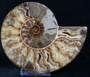Gorgeous Polished Ammonite Pair - Agatized #8416-2